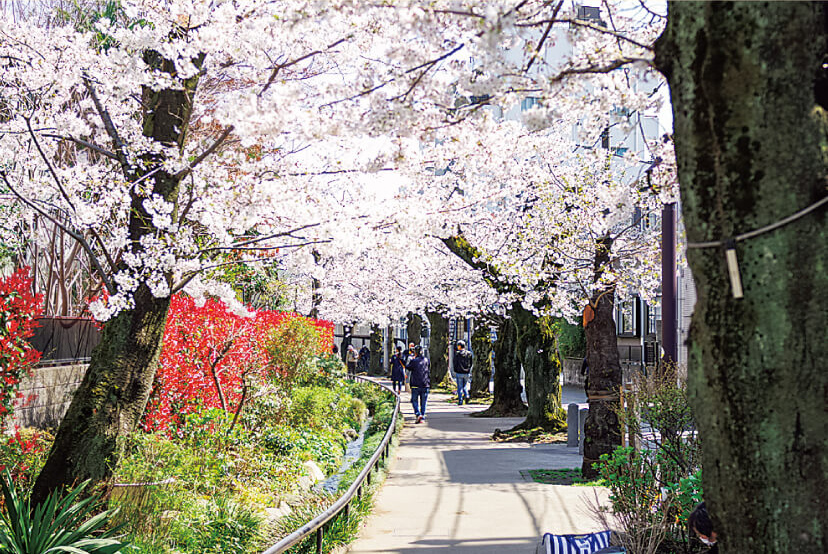 北沢川緑道